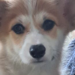 Boy 1 - Pembroke Welsh Corgi puppy in Spotsylvania, Virginia from Cobyco