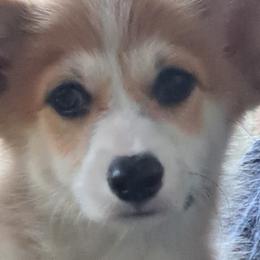 Boy 1 - Pembroke Welsh Corgi puppy in Spotsylvania, Virginia from Cobyco
