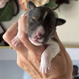 Girl 3 - Sable and white Shetland Sheepdog puppy in Oakley, California from SquiresShelties