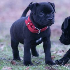Staffordshire Bull Terrier Puppies from Sublime Staffords