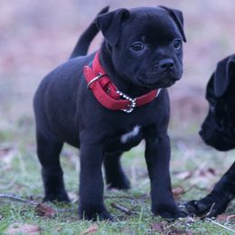 Staffordshire Bull Terrier Puppies from Sublime Staffords