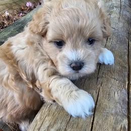 Maltipoo puppies from Poodle Me Crazy