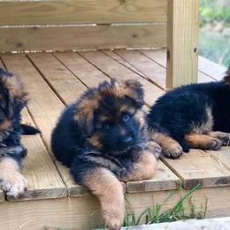 German Shepherd Puppies from Tabor Springs GSD