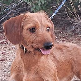 Blondi - Dachshund