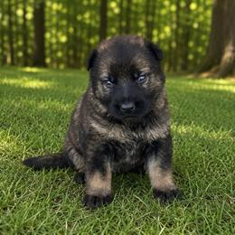 Red Collar - Sable male German Shepherd puppy in Casscoe, Arkansas from Crown H Shepherds