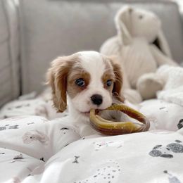Cavalier King Charles Spaniel Puppies from CK Cavaliers
