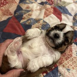 Shih Tzu Puppies from Kathy Diego's Shih Tzus