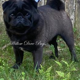 Henry / Heinrich - Pug