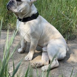 French Bulldog Puppies from French Paws