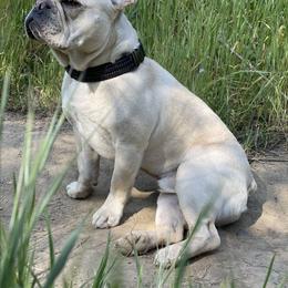 French Bulldog Puppies from French Paws