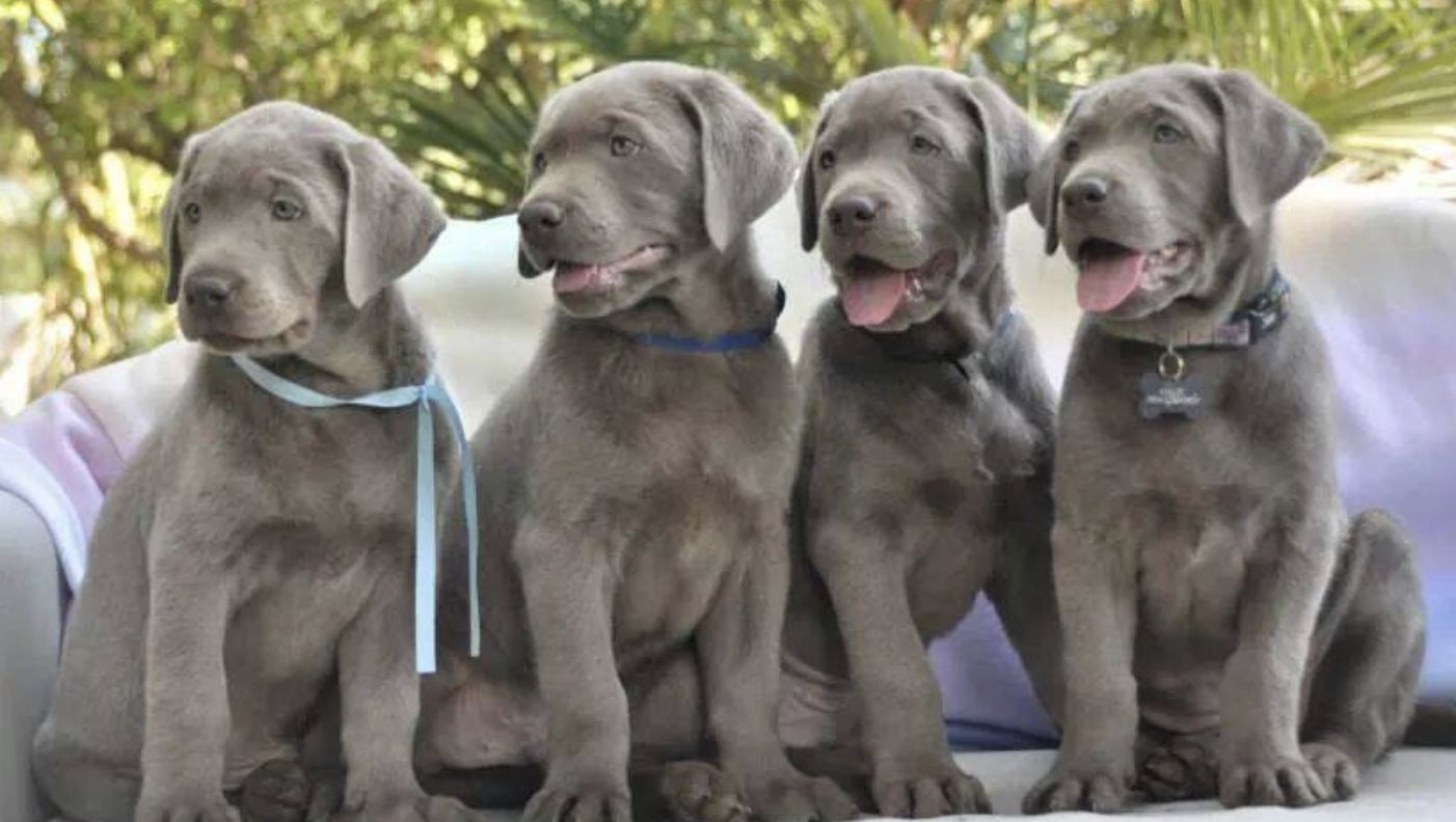 Blue Ridge Labs in South Carolina Labrador Retriever and Dilute Retriever puppies Good Dog