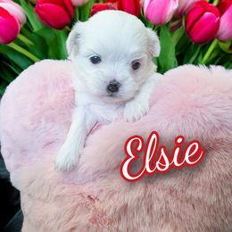 Tulip - White female Mal-Shi puppy in Belleville, Michigan from Michigan Maltese Puppies