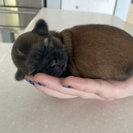 Shih Tzu Puppies from Sun Shih Tzu