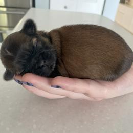 Shih Tzu Puppies from Sun Shih Tzu