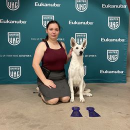 Siren - German Shepherd