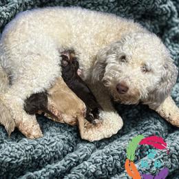 Labradoodle puppies from Companion Creek Farm