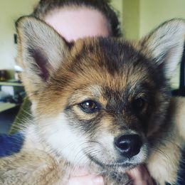 Xena - Pomsky