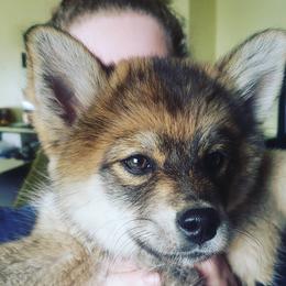 Xena - Pomsky
