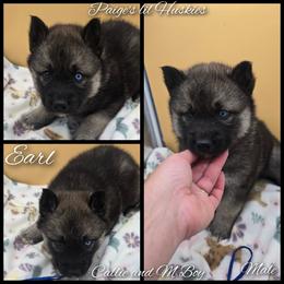 Earl - Agouti and white male Siberian Husky puppy in Bloomfield, Indiana from Paiges lil huskies