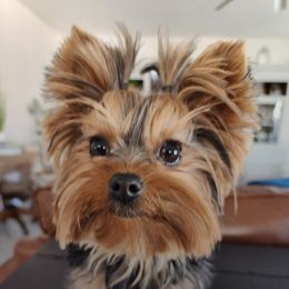 MAY - Yorkshire Terrier