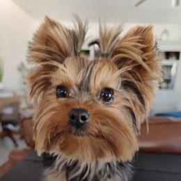 MAY - Yorkshire Terrier