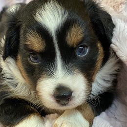Miniature Australian Shepherd and Toy Australian Shepherd Puppies from Saussie Aussies