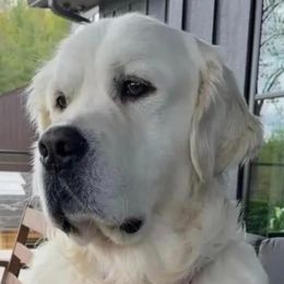 Dunkin - Golden Retriever