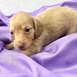 Taylor - Cream female Dachshund puppy in Mesquite, Texas from AB Dachshund