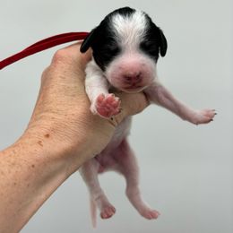 Rose🌹, girl - Phantom Poodle puppy in Elk Ridge, Utah from Topnotchpoodles