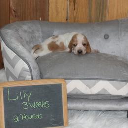 Lilly - Lemon and white female Basset Hound puppy in Dover, Arkansas from S&S American Bassets