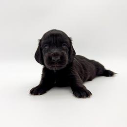 Sting (AKC solid black) - Black male Dachshund puppy in Waddell, Arizona from Neu Doxies