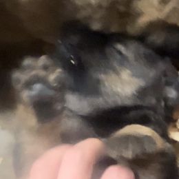 Delta - Sable female German Shepherd puppy in Sierra Vista, Arizona from KnightWatch K-9