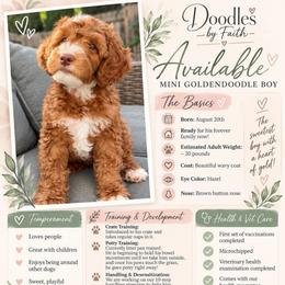 Vader - Star Wars Litter - Red  male Goldendoodle puppy in Elk Grove, California from Doodles by Faith