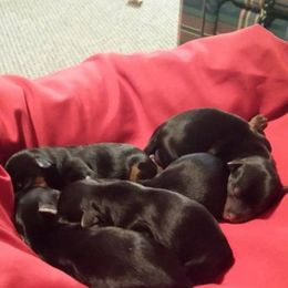 Yorkshire Terrier Puppies from Debbie's Yorkies