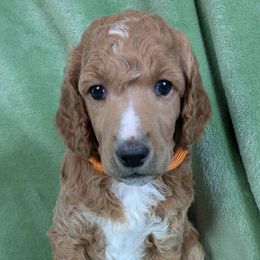 Moss - Poodle puppy from Ghibli Poodles