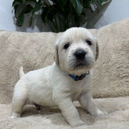 Luke - Light golden male Golden Retriever puppy in North Highlands, California from The Purrfectpups