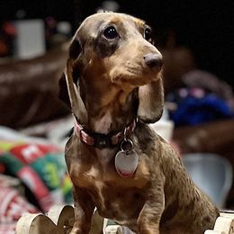 Dachshunds and Labrador Retrievers from Honeydew Ranch