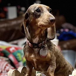 Dachshunds and Labrador Retrievers from Honeydew Ranch