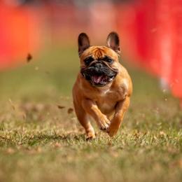 French Bulldogs from Mayfair French Bulldogs