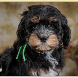 Connor - Black white and tan male Cockapoo puppy in Connersville, Indiana from Deaz Doodle Ranch