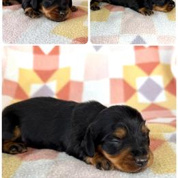 Boy 1 - Black and tan male Dachshund puppy in Oklahoma from Red Oak Long Dogs