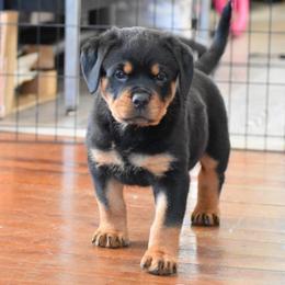 Chief - Black and mahogany male Rottweiler puppy in Catawissa, Pennsylvania from Sharp Ridge Rottweilers