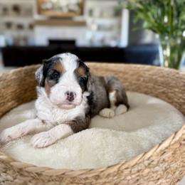 Lilac Collar - Blue merle female Bernedoodle puppy in Indiahoma, Oklahoma from Farm Fresh Doodles