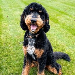 Waylon - Poodle