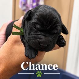 Chance - Black male Labrador Retriever puppy in Baldwin City, Kansas from Hedge Lane Labradors