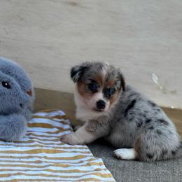 Maggie - Blue merle and white female American Corgi puppy in Nortonville, Kansas from Low Riders Corgis & Mini Aussies