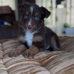 Hive - Red tri male Miniature Australian Shepherd puppy in Cave Creek, Arizona from Arizona Aussies