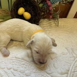 Yellow collar female - Cream Dachshund puppy in Trenton, Kentucky from Promise Land Puppies