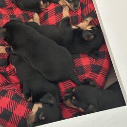 Grand Basset Griffon Vendeen and Lancashire Heeler Puppies from Mashury & Black Majesty Kennel