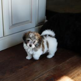 Dillion - Chocolate brindle male Havanese puppy in Hamptonville, North Carolina from Alabama Havanese Kennel Tidewater Kennel